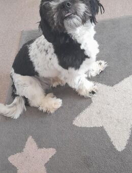 Jack Russel Shitzu Mischling Balu - Wasungen Zentrum