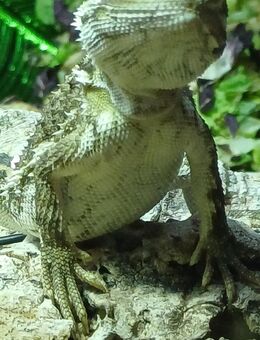 Wunderschöne männliche Zwergbartagame 4 Monate alt - Hückelhoven