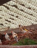 Kanarienvögel in 04808