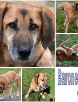 BARONEASA * ruhige, schüchterne Lady - Duisburg