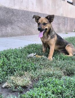 🌸 Chloe kleines Dackelmixmädchen - Kassel