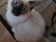 Sammy, Birma Kater sucht zuhause auf Lebenszeit - Wittenberge
