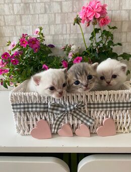 BKH Frühlings Kitten - Papenburg Zentrum