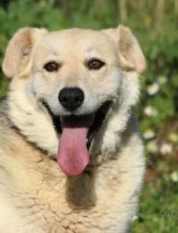 Sina sucht ihre für immer Familie! - Krefeld