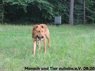 Monty sucht hundeerfahrene Menschen - Berlin