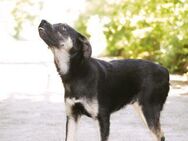 Sozialer KOVU = Hund mit Charme♥️ - München