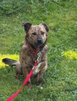 🐾 Sensibler Herzenshund Billy - Kassel