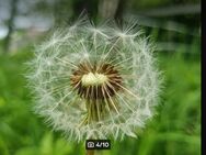 Gemeiner- / Wiesen- Löwenzahn (Taraxacum officinale) - Horgenzell