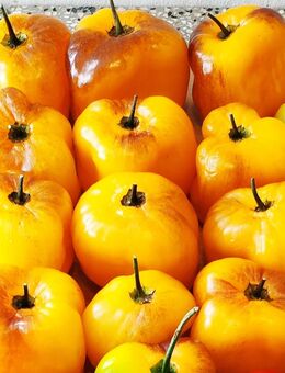 Rocoto Riesen Gelb Chili 10 Samen Pubescens Schärfe 6-7 - Schwarzenberg (Erzgebirge)