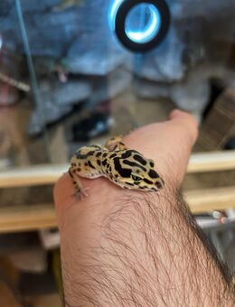 Leopardgecko Weibchen (Super Giant) Suchen ein neues Heim (+Terrarium | Batman Bat Cave) - Salzgitter