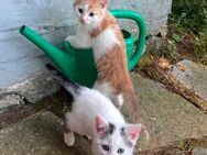 Katze Kitten 2 kleine Kater Geschwister in liebevolle Hände abzugeben - Wolkenstein