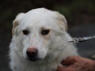 Manja - sensibel u. freundlich - Lohra