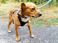 Biene, liebenswerte Hundedame, 4 Jahre - Vaterstetten