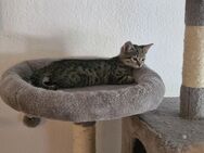 Kitten suchen liebe vollen zuhause - Belm