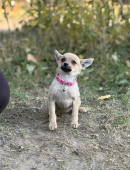 Sky - möchte die Welt entdecken! - Köln