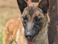 Malinois-Mix Junghund ZORRO - Sehnde