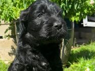 Goldendoodle Welpen F1 - Groß Umstadt
