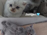 Bkh kitten suchen ab Januar - Mörsbach