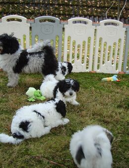 Unsere 4 Maltipoo Welpen 9 Wochen Alt - Winsen (Aller)