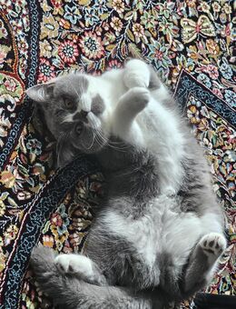 Britische Kurz Haar+ Zubehör Komplett liebvoll mit pass und geimpft - Hamburg