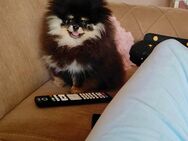 Pomeranian Mila - Lichtenfels (Hessen)