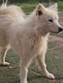 Über Ketty drei Beine, ganz viel Herz - Kierspe