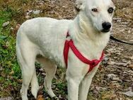 Lefki,sucht ihren Herzmensch - Oberhausen