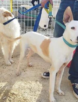 Paloma ein Herz auf vier Pfoten - Wöllstadt