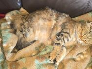 Norwegische Sibirische Waldkatze Babys - Rudelzhausen