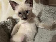 Siam Birma Kitten/ 2 Männchen sind noch frei - Wiesbaden Biebrich