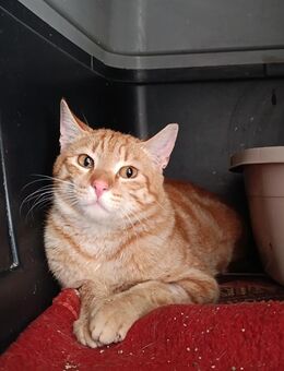 Gino aus dem Tierschutz - Grevenbroich