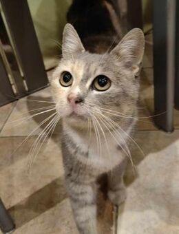 Katze DONNA mit ihren Kitten auf Straße - Augsburg