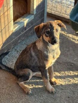 XENIA ~ süßes Minihundemädchen - Duisburg