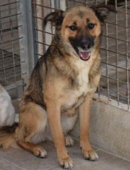 Leidi liebe Hündin sucht ihre Familie - Niedereschach