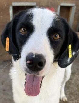 NEISHA-wunderschöne Hündin, 61 cm - Rösrath