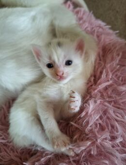 Katzenbaby BKH-MIX, weiß, Kitten 2x reserviert - Upahl