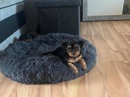 Yorkshire Terrier Welpen - Saalfeld (Saale)