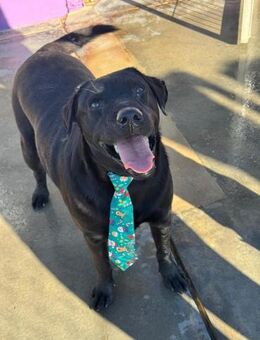 Roberto; sozialer, geselliger Vierbeiner - Geilenkirchen