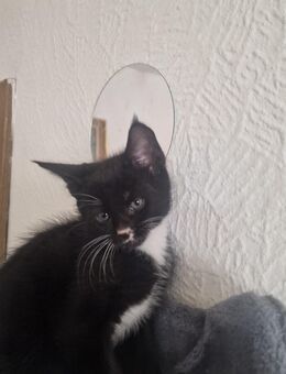 Maincoon Mix kitten - Kitzingen