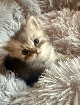 Blh Kitten Babykatzen - Neunkirchen (Saarland)