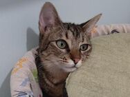 Liebe, soziale Katze Keisy - Karlsruhe