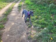 Weimaraner Hündin Luna - Duisburg