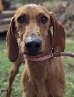 Toby - Segugio dell Appennino - Würzburg
