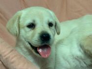 Labrador Welpen - Nauen
