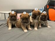 4 süße Shiba Inu Welpen - Lüdenscheid