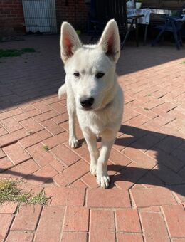 Husky Welpen - Prinzhöfte