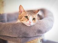 Myriel aus dem Tierschutz - Grevenbroich
