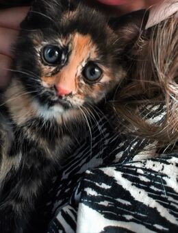 Kitten Anfang August abzugeben - Linnich