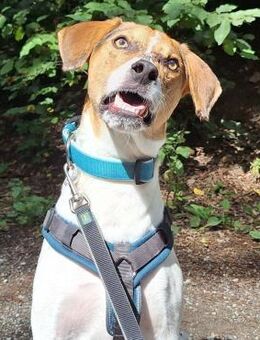 🌟 Cody - junger Bub mit viel Potential - Eislingen (Fils)