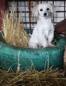 Noelle - Neuried (Baden-Württemberg)